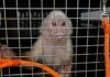 Área Metropolitana denunció maltrato a un mono capuchino, en Bello (Antioquia)