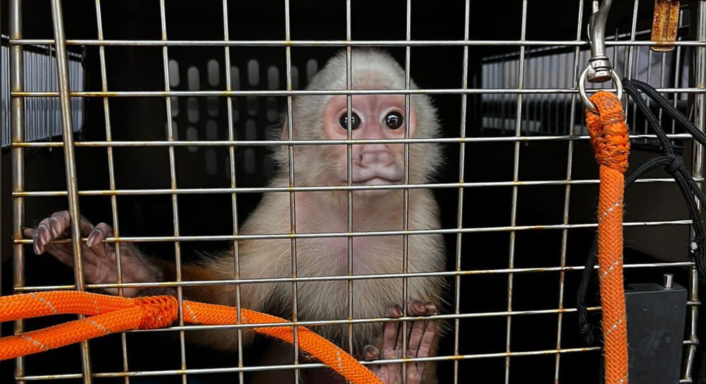 Área Metropolitana denunció maltrato a un mono capuchino, en Bello (Antioquia)