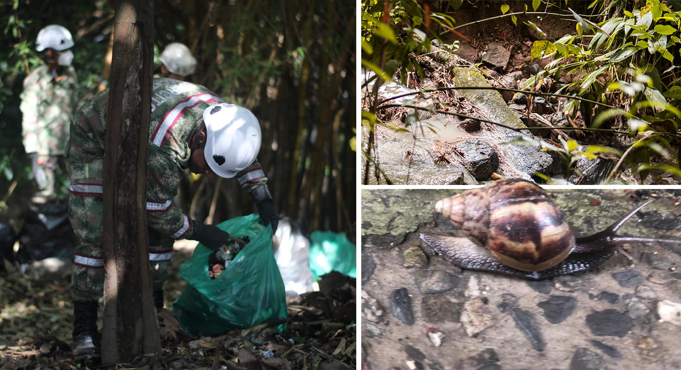 Caracol africano, una plaga en El Poblado