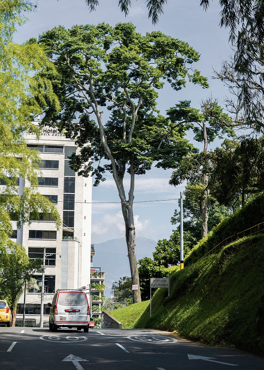 El algarrobo de Vizcaya