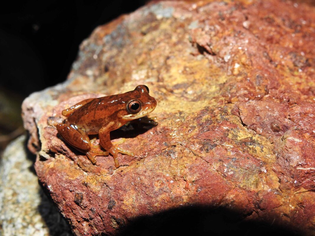 En obras de quebrada El Indio hallan una especie de rana endémica colombiana