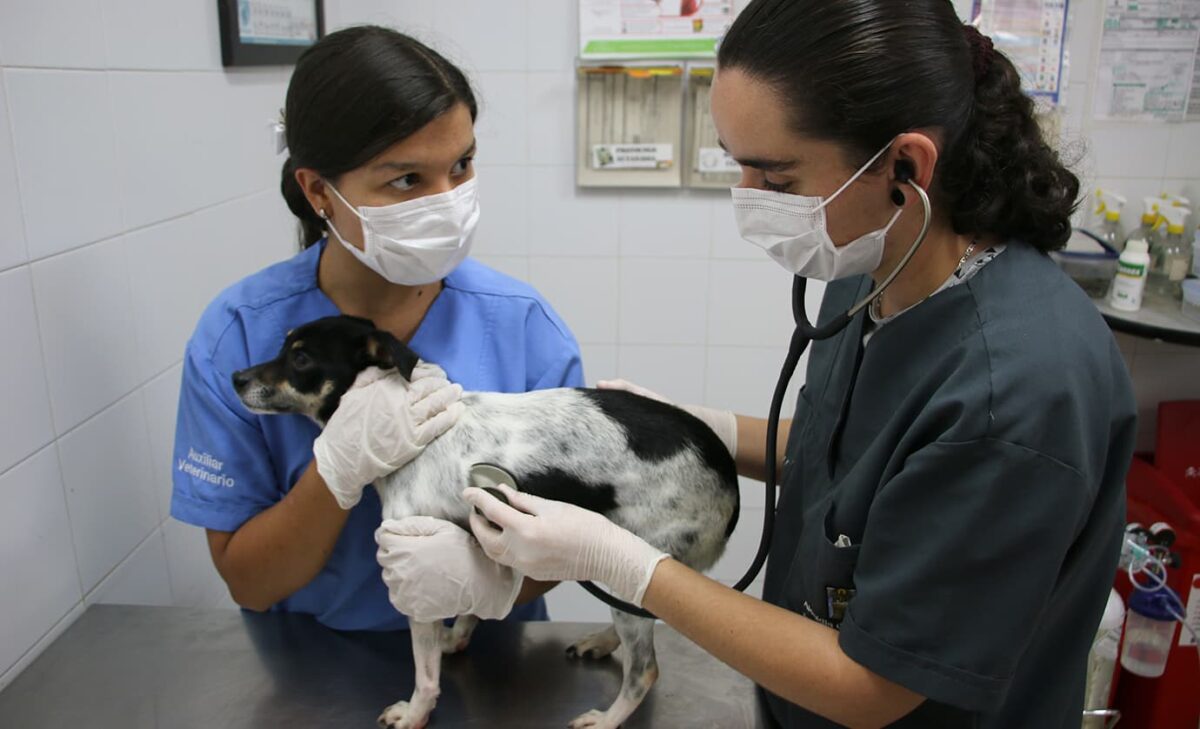 Más de 1.337 animales de compañía han sido rescatados en lo que va del 2023