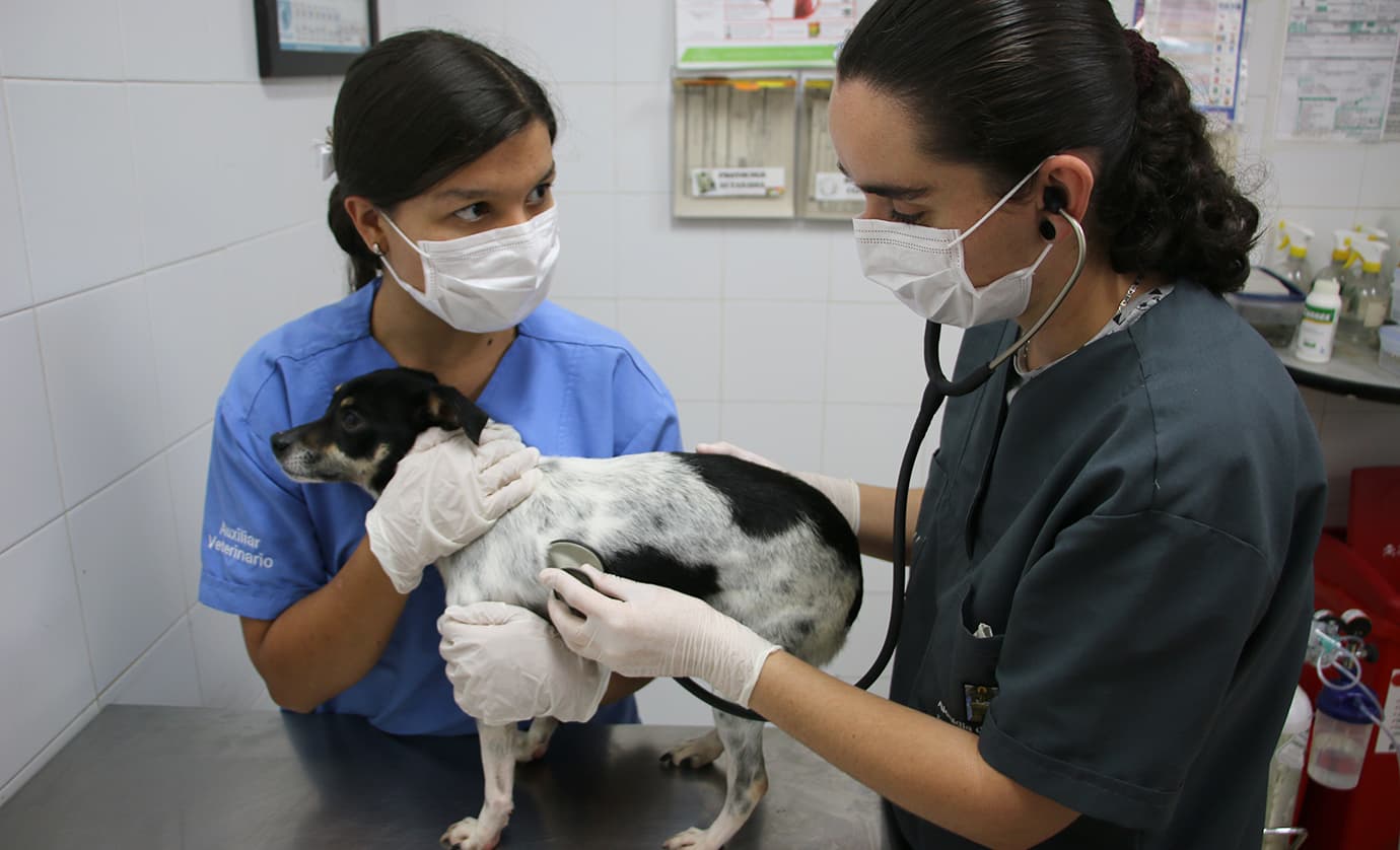 Más de 1.337 animales de compañía han sido rescatados en lo que va del 2023