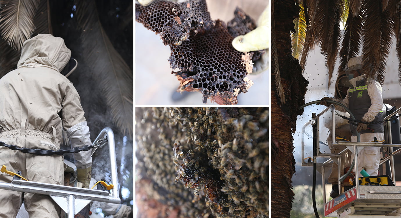 Por las altas temperaturas incrementaron los casos de control de abejas, en Medellín