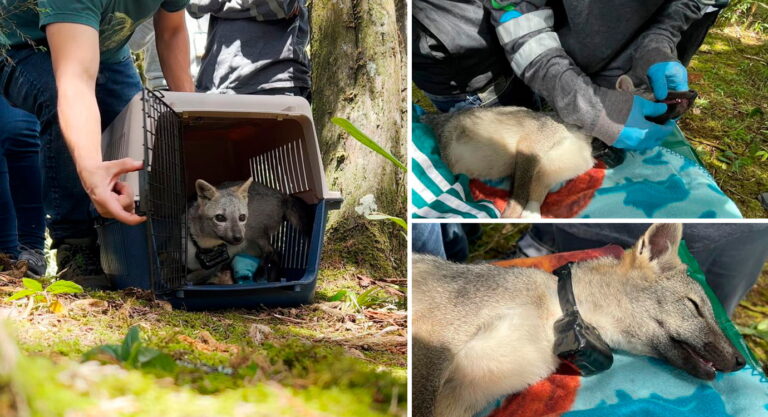 Con tecnología satelital, se hizo rastreo de animales silvestres en Envigado