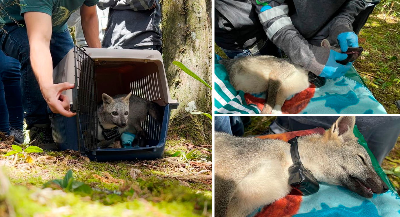 Rastreo de animales silvestres en Envigado con tecnología satelital