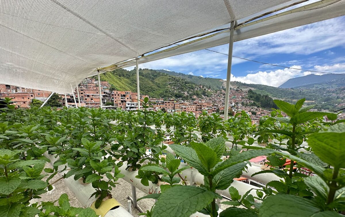 Hierbas como albahaca morada y diferentes variedades de lechuga se producen en las Terrazas Verdes de la Comuna 13.
