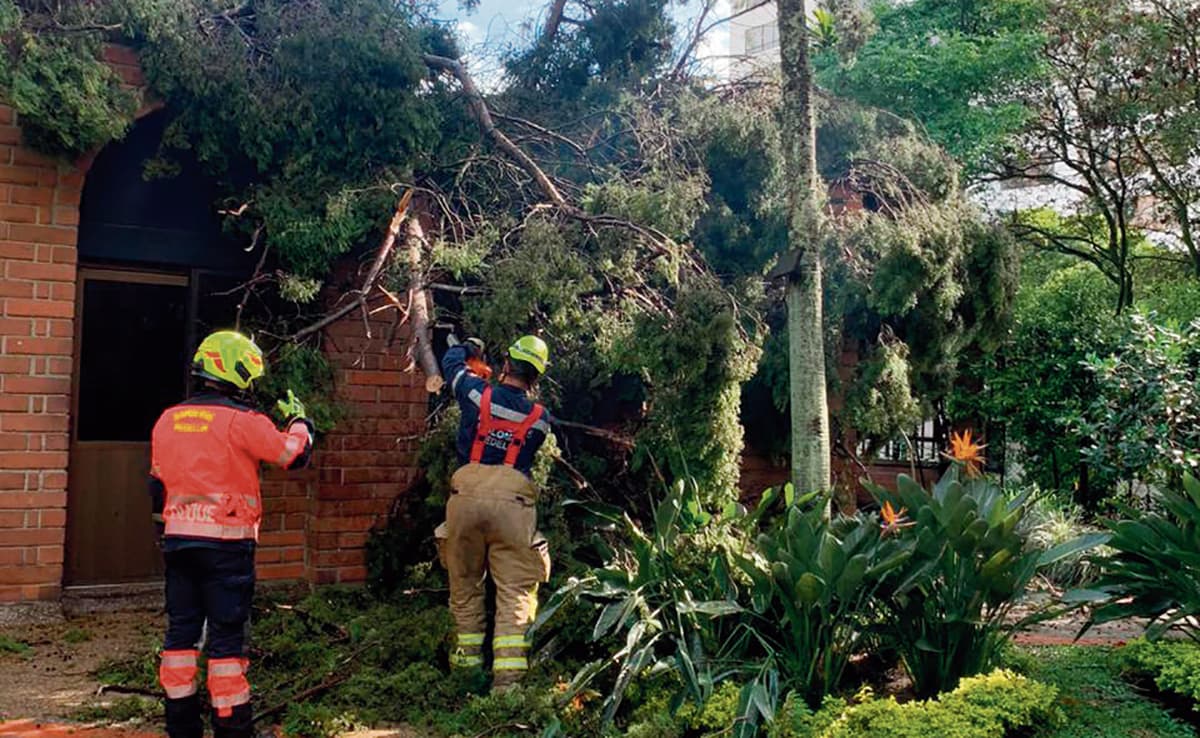 Mucho árbol roto