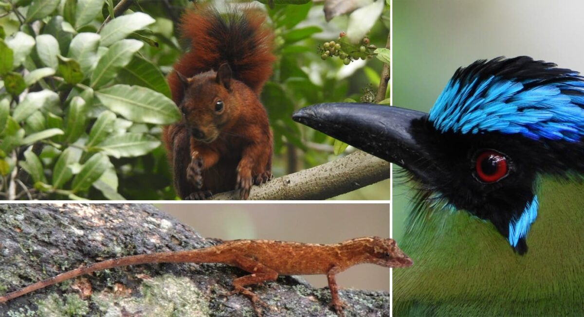 174 especies de fauna y flora avistadas en Itagüí en terreno de nueva sede del TdeA