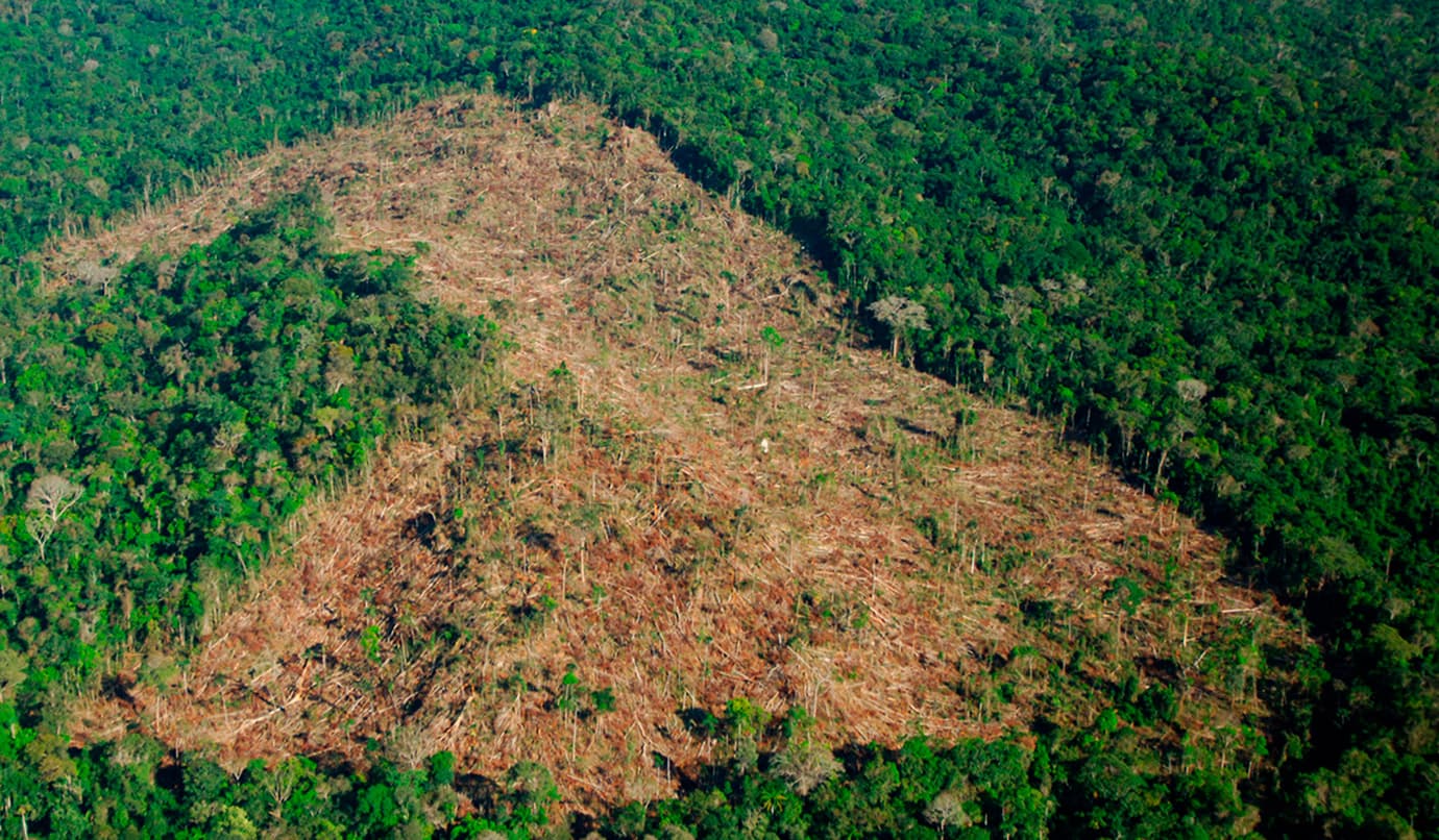 Bajan las cifras de deforestación en Colombia
