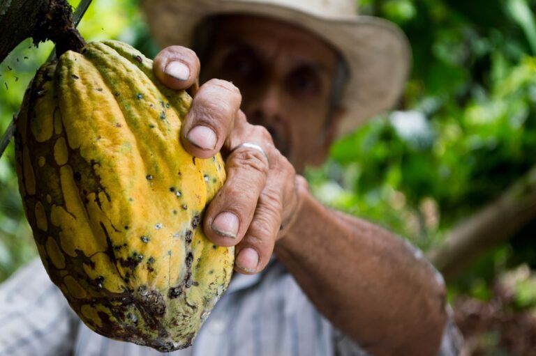 Lo que debes saber del cacao en Antioquia