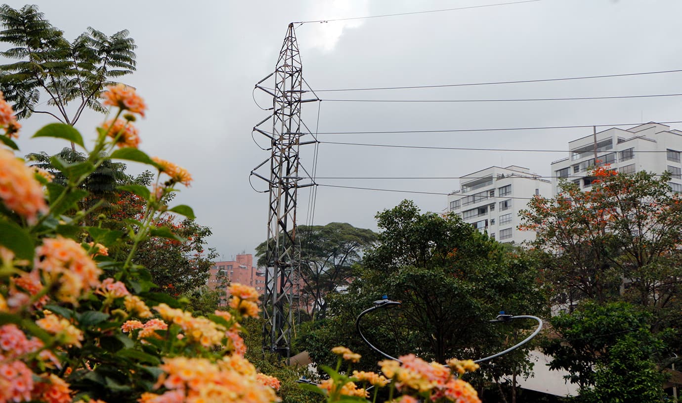 EPM implementa un Plan de Manejo Forestal en Medellín