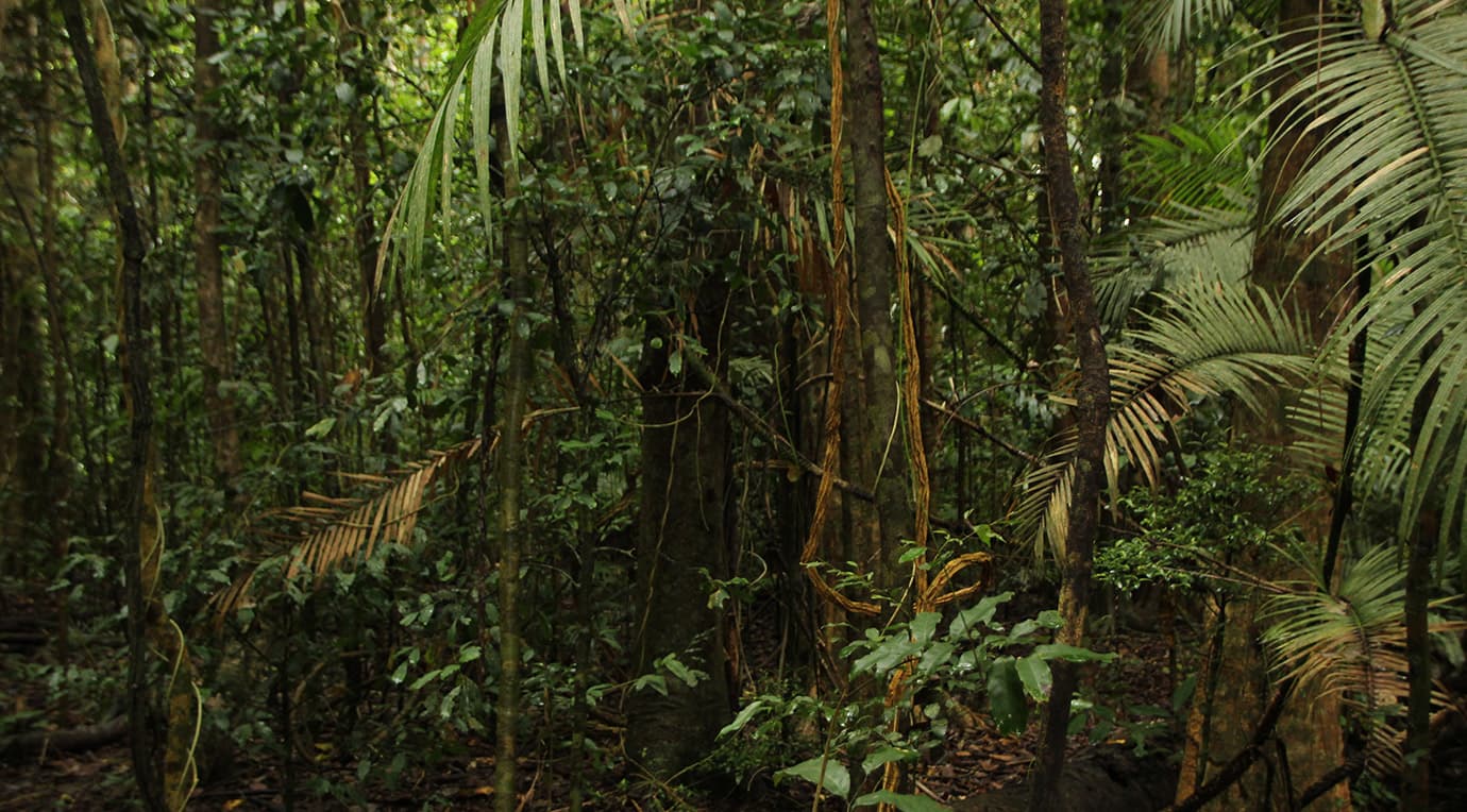 bosques tropicales de La Pintada Antioquia