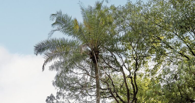 Palmera de Senegal: una sobreviviente