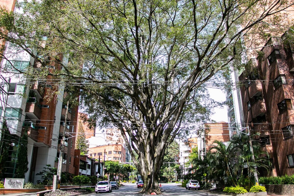 ¿Por qué un árbol patrimonio natural de Laureles deberá ser talado?