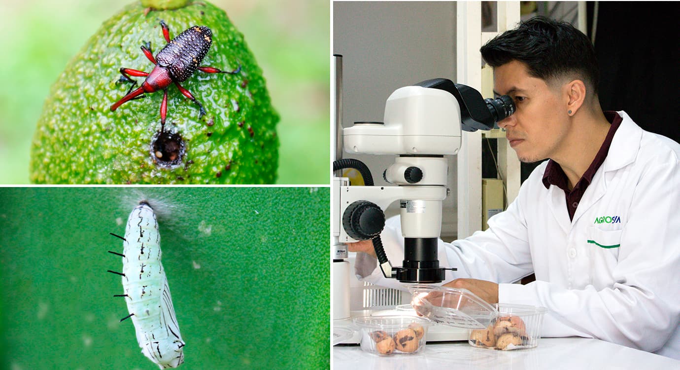 Sociedad Colombiana de Entomología celebra sus 50 años con un nuevo  congreso anual