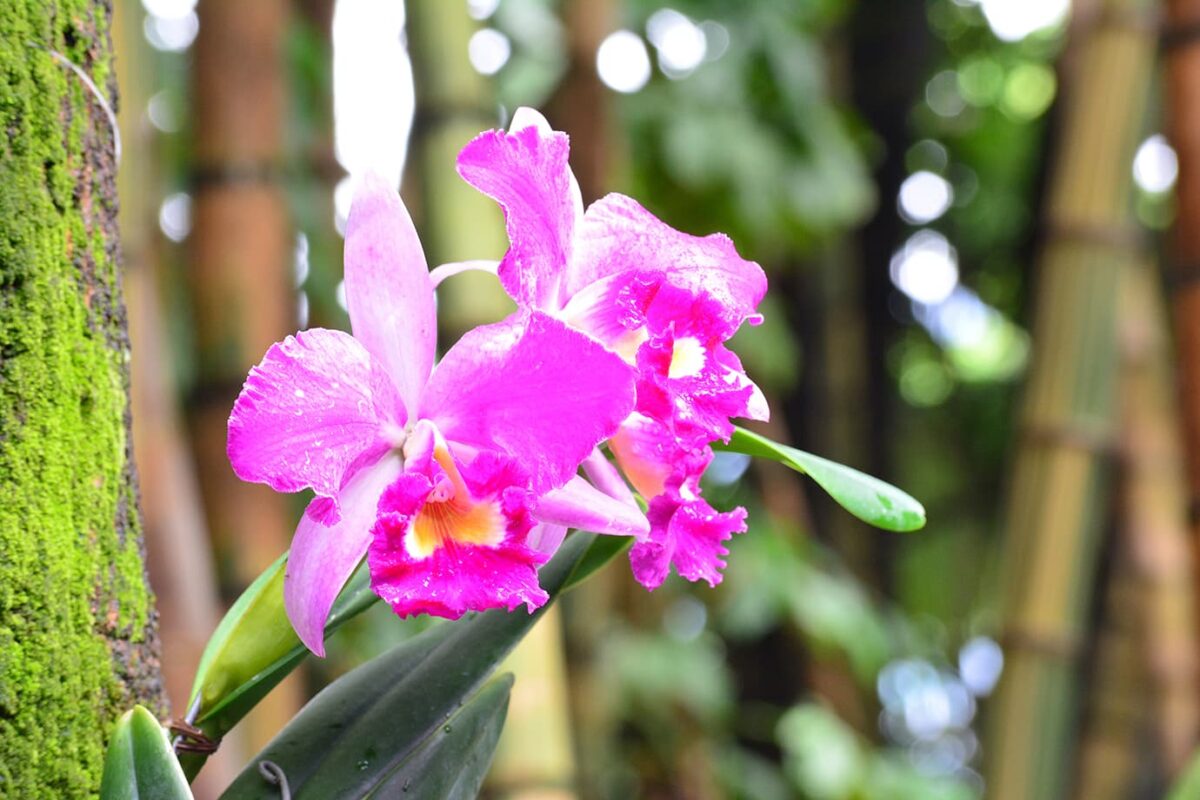 Vuelven las orquídeas al Jardín Botánico
