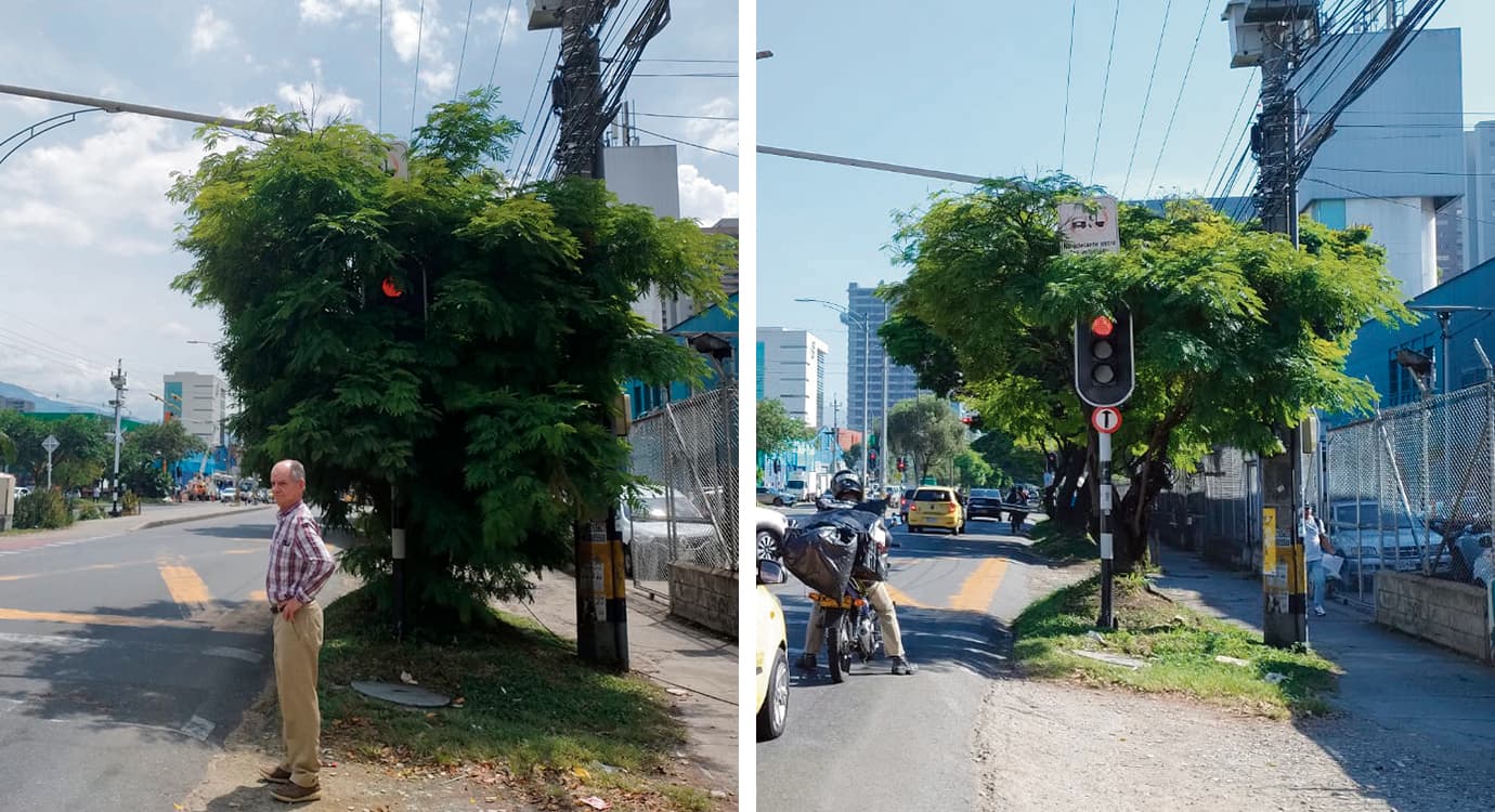 El arbusto creció detrás de semáforo en la avenida Industriales