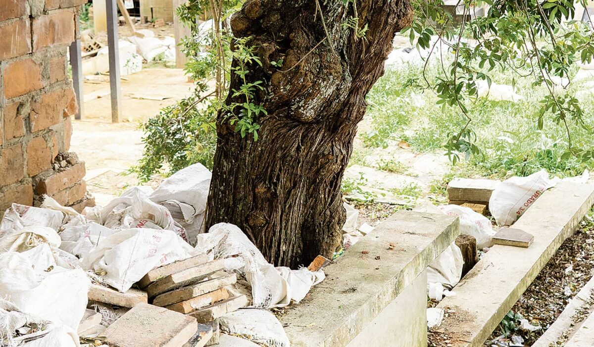 Árboles no son de UVA