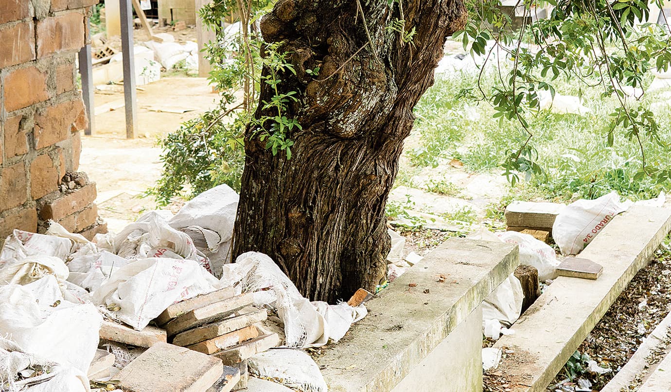 Árboles no son de UVA
