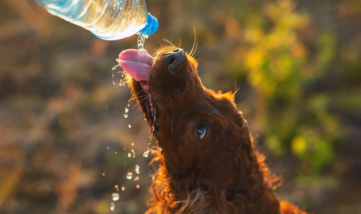¿Cómo evitar golpes de calor en perros y gatos?