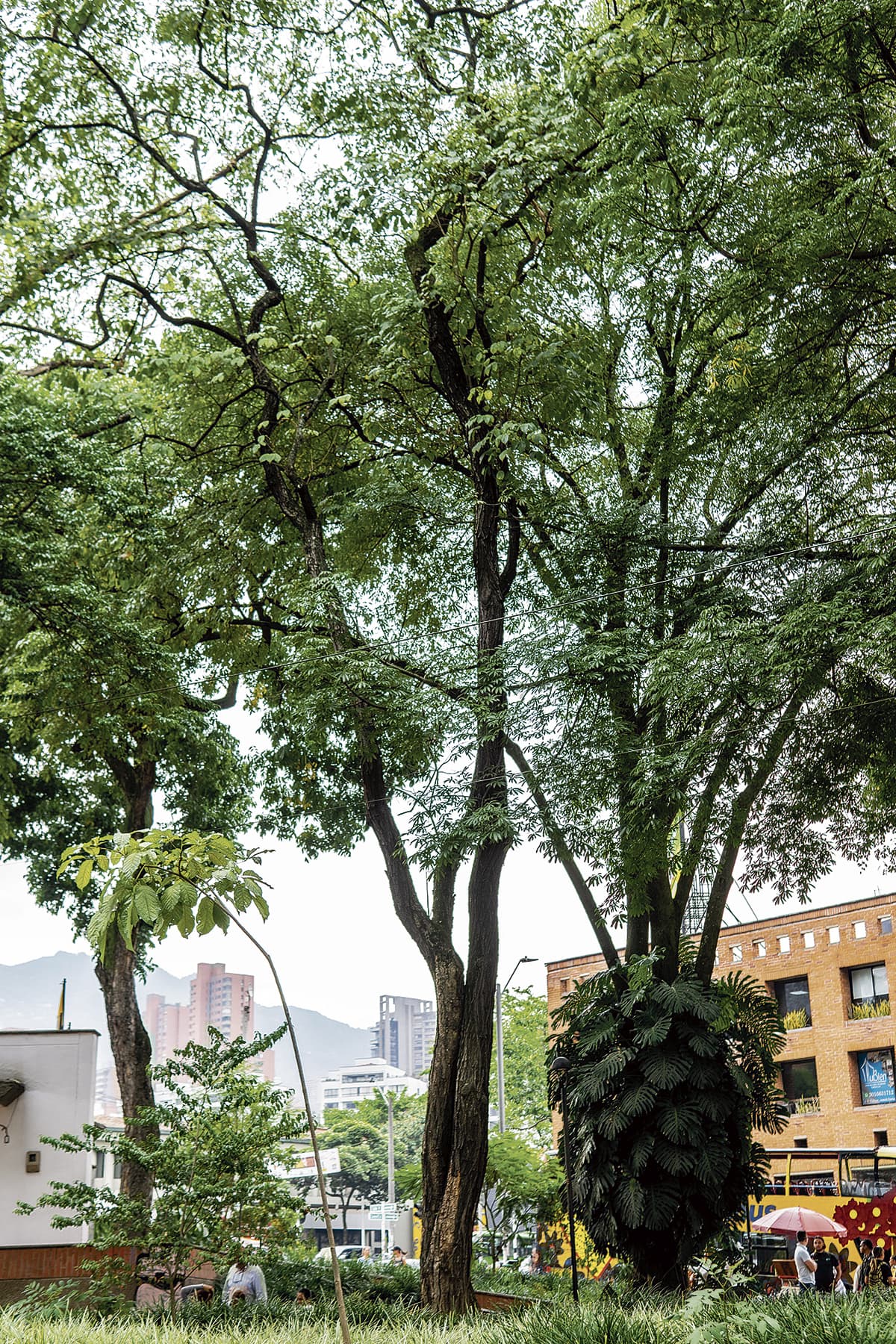 El guayacán más antiguo de El Poblado