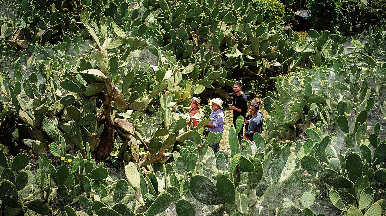 La Ruta del Nopal, en Sonsón