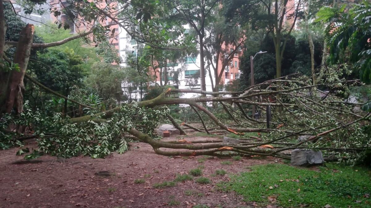 Los cauchos en Santa María de Los Ángeles no tuvieron salvación