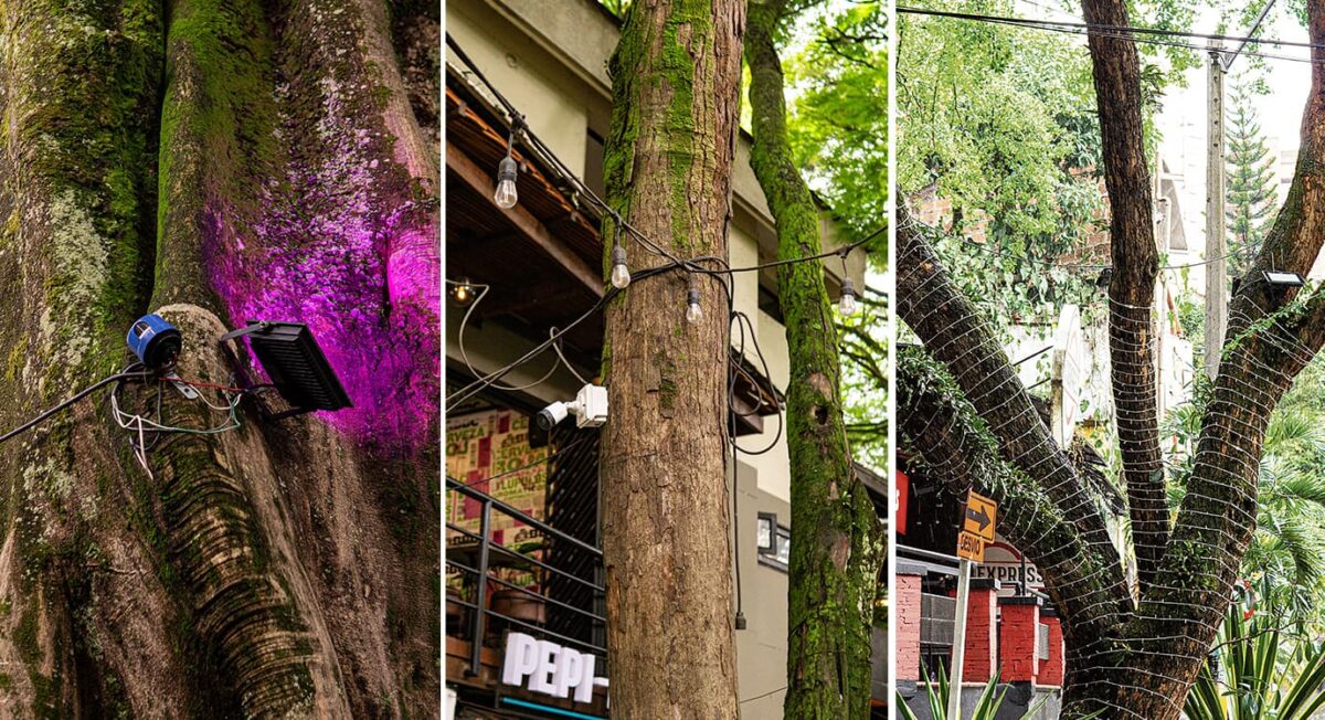 Los árboles en El Poblado de percheros