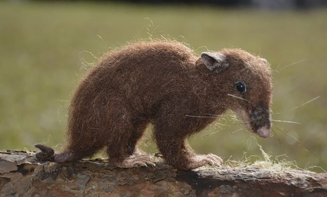Top 5 de las especies de zarigüeyas más vistas en el Valle de Aburrá ...