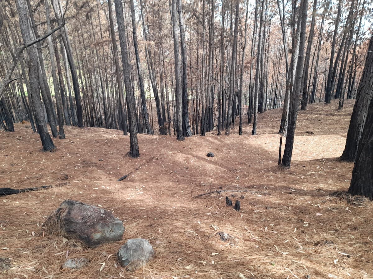 150 hectáreas de bosques naturales perdidas en el Aburrá por incendios forestales, en 2023