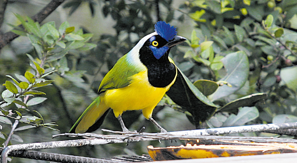 Medio Ambiente naturaleza