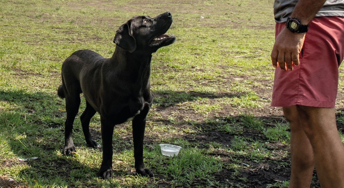 perros bozal Ilusión Verde mesa de trabajo