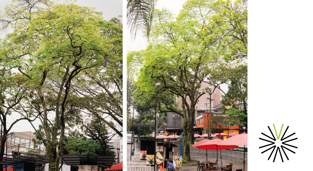 Arbol