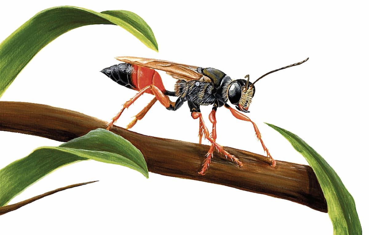 abejas avispas refugios hoteles santuarios reubicación