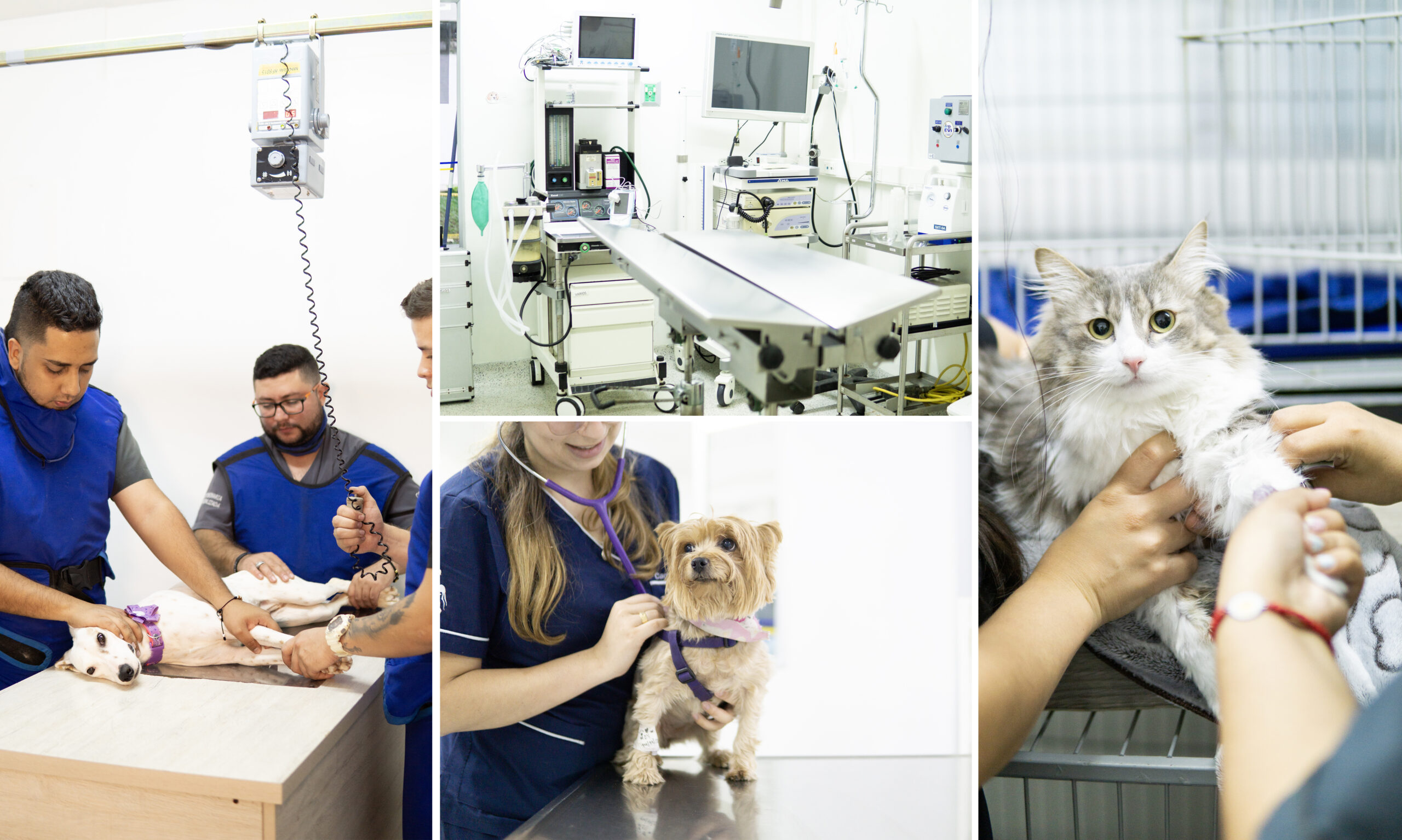 EVI, la pionera en emergencias veterinarias está de celebración