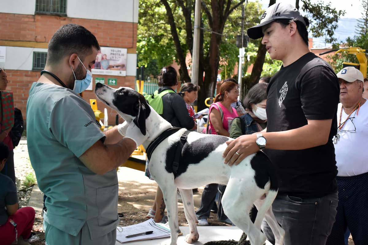 Con Presupuesto Participativo serán esterilizados 5.000 animales de compañía, en Medellín