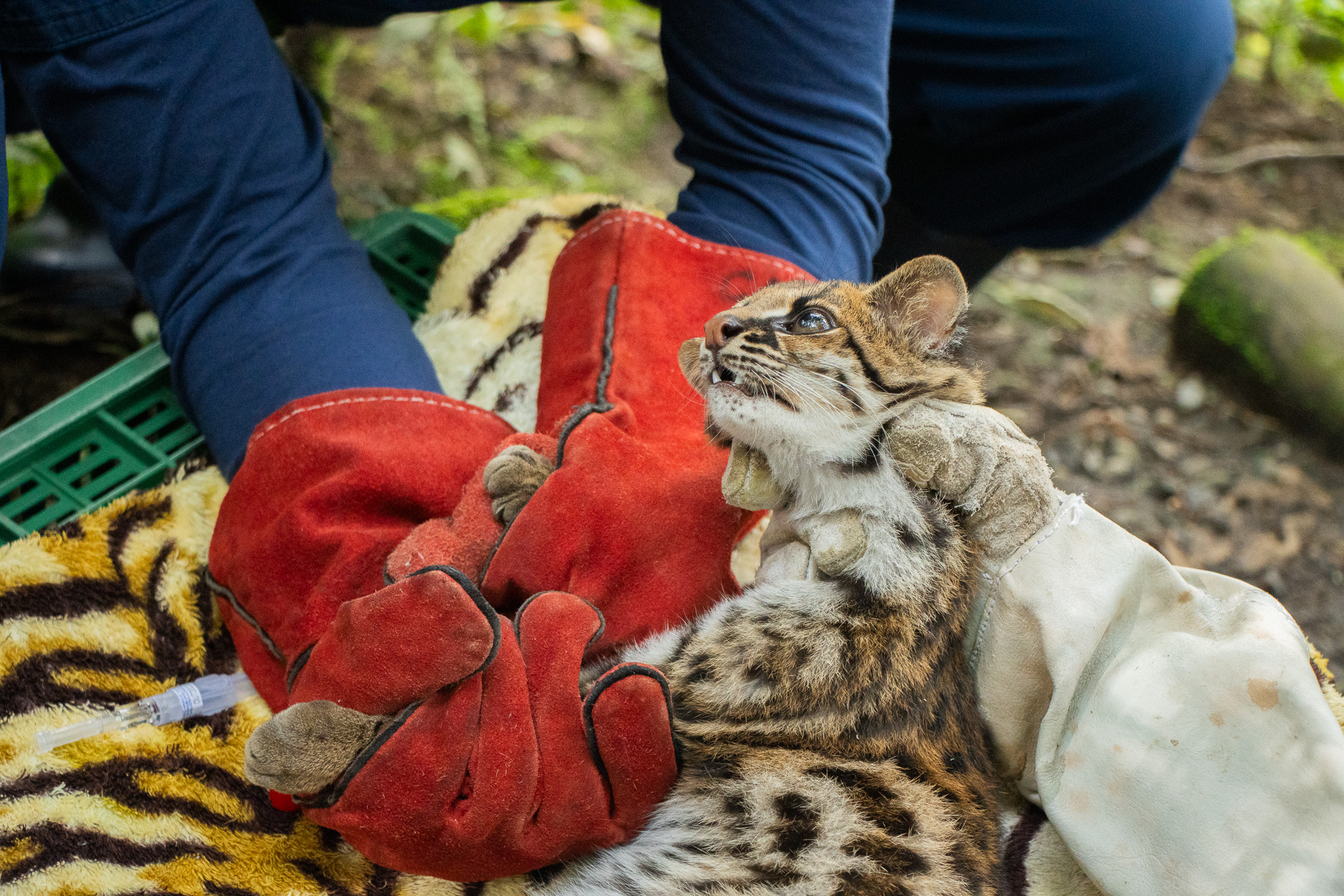 The captured margay that returned to freedom - 247sports News