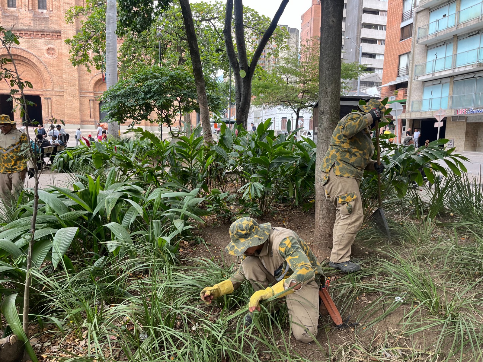 Ya van 400.000 metros cuadrados de jardines renovados, en Medellín