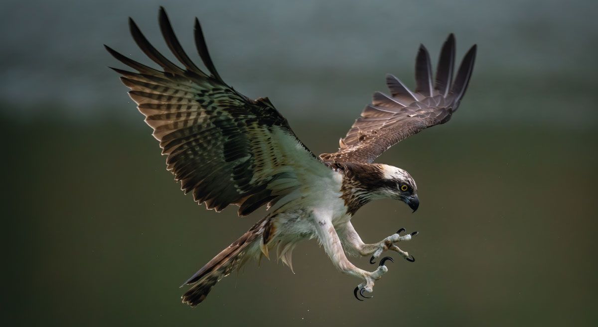 águila cazadora naturaleza avifauna