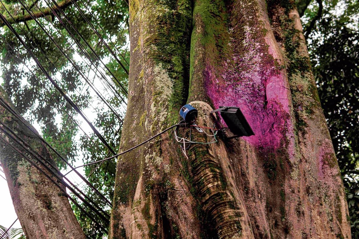 árboles provenza Área Metropolitana del Valle de Aburrá