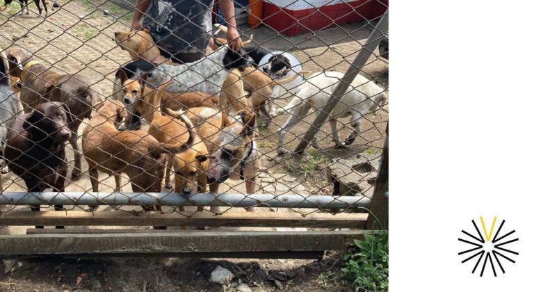 Salvaron perritos en Rionegro