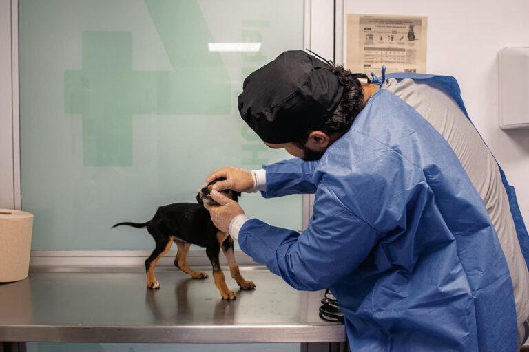 CES y Sura abren su primera clínica veterinaria en Castropol