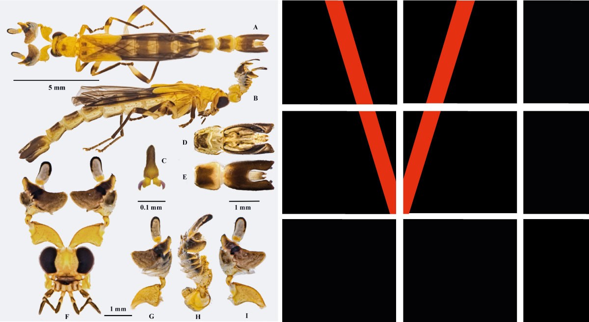 En Tulenapa, la UdeA protege una nueva especie de insecto descubierta_