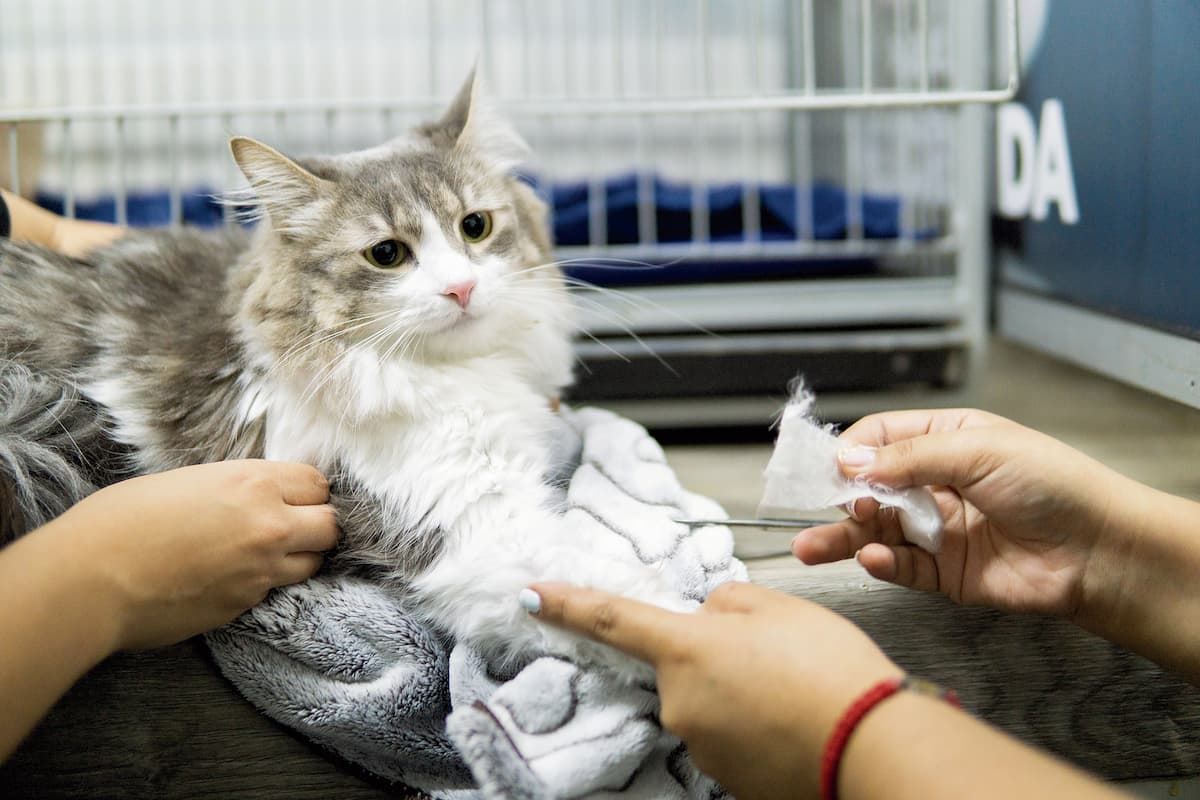 Veterinarias clínicas hospitales consultorios