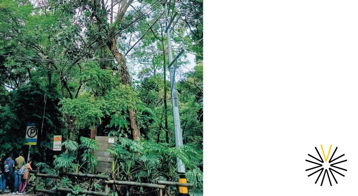 árboles maltrato patrimonio Provenza Medio Ambiente Área Metropolitana del Valle de Aburrá