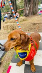 El Pet Ville animales de compania tendran un nuevo espacio en la Feria de las Flores (1)