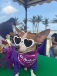 El Pet Ville animales de compania tendran un nuevo espacio en la Feria de las Flores (1)