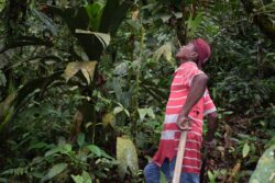 Informe de los bosques en el mundo 2024 - 4