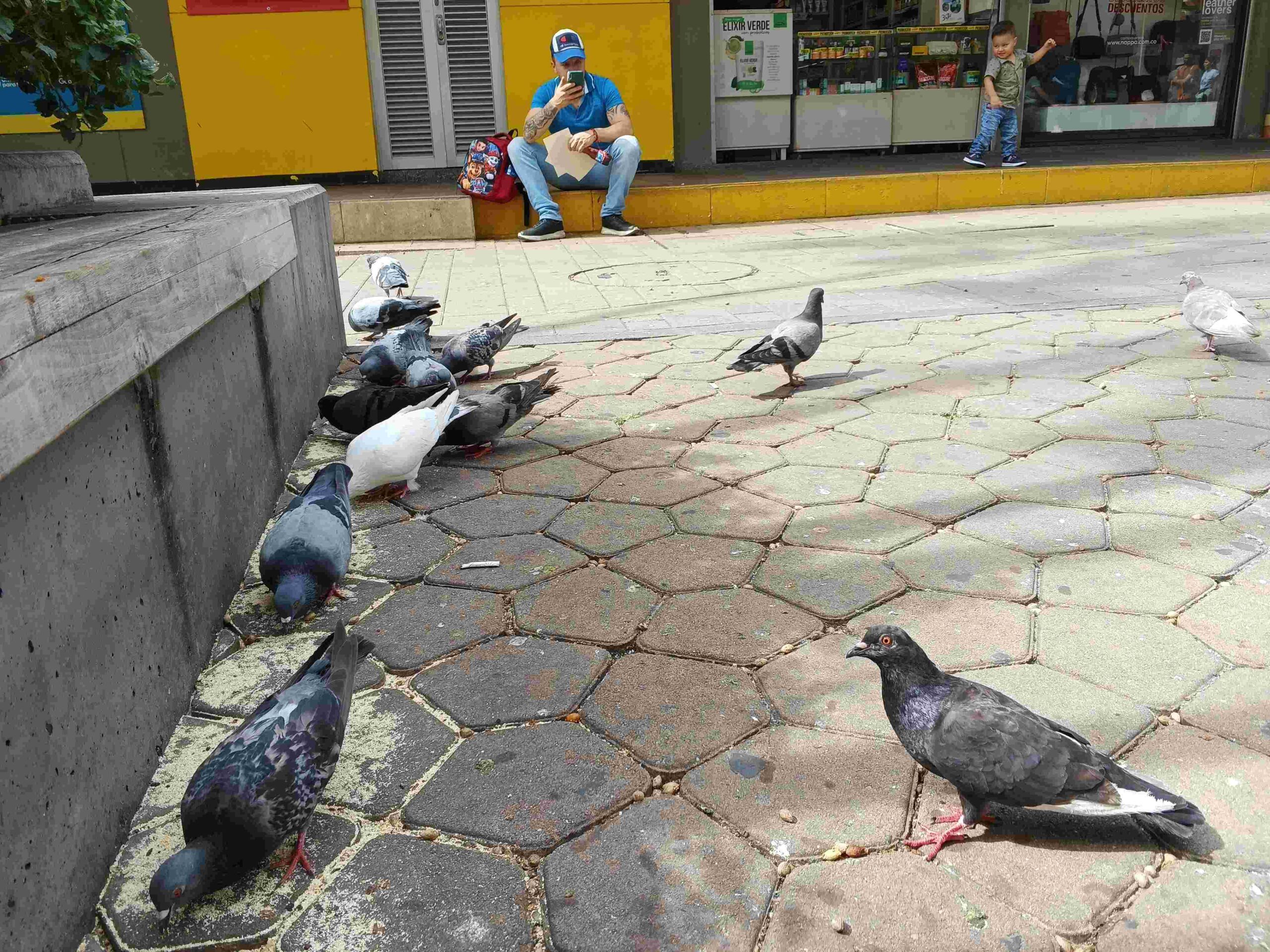 Palomas Envigado Medio Ambiente